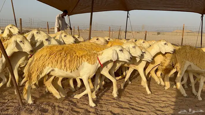 رخال حرية حرش عدد 40 يتبعها 2 5