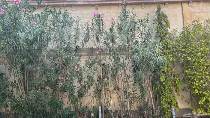 نخل 5