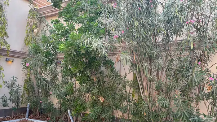 نخل 4