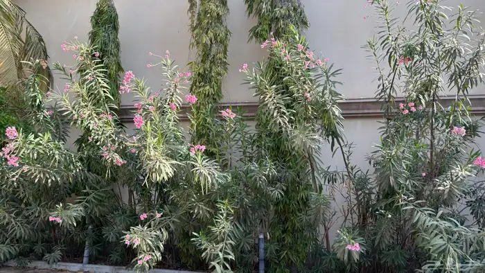 نخل 12