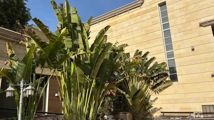 نخل 10