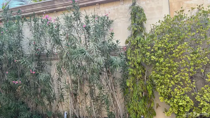 نخل 3
