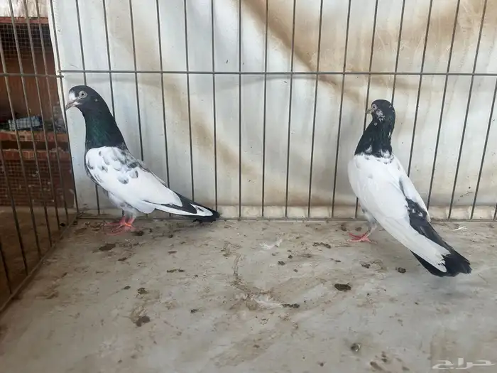 حمام باكستاني بتيرا وتيدي 3