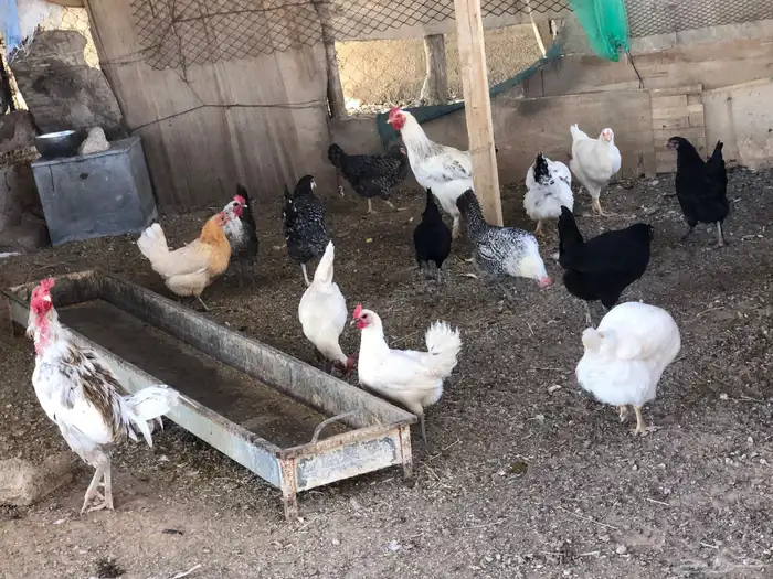براهما و بلدي 1
