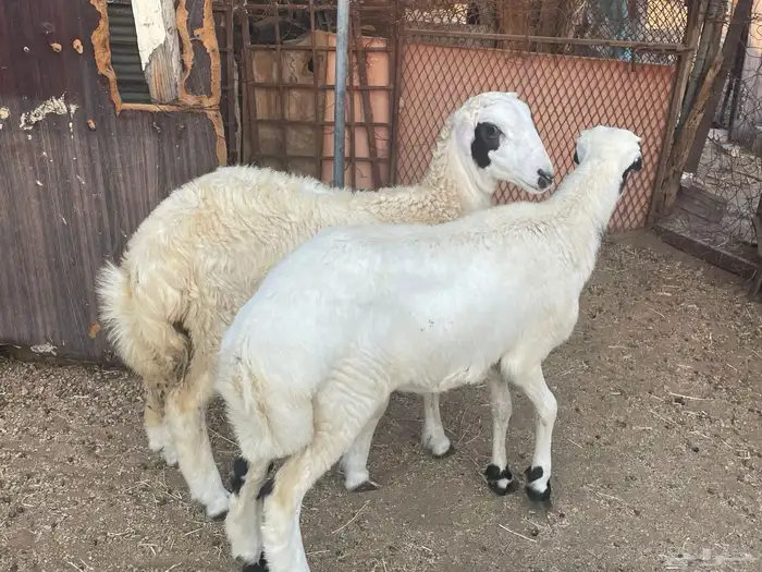 رخال 0