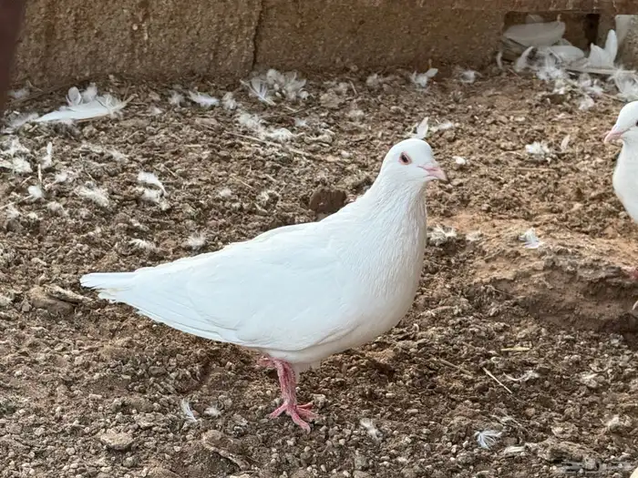حمام فرنسي ملكي فاخر 4