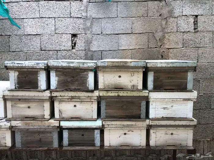 خلايا افرنجي ( بارق ) 0