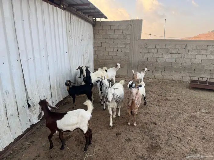 ماعز مقاني للبيع 2