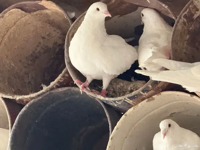 حمام فرنسي ملكي فاخر 6