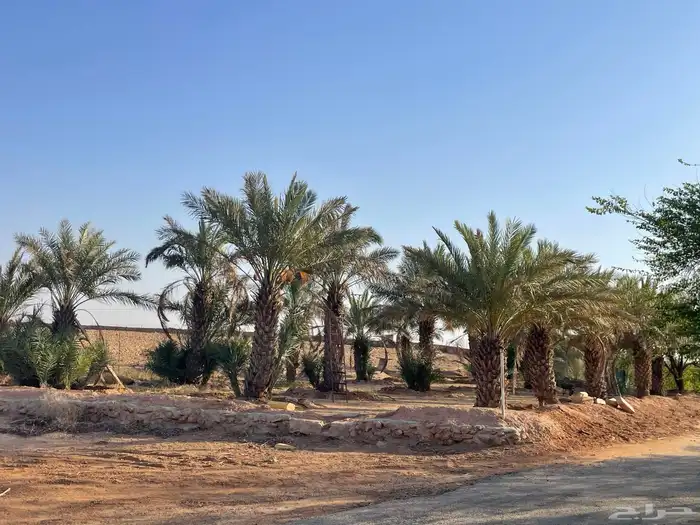 نخيل نقايل صقعي ومنوع 1