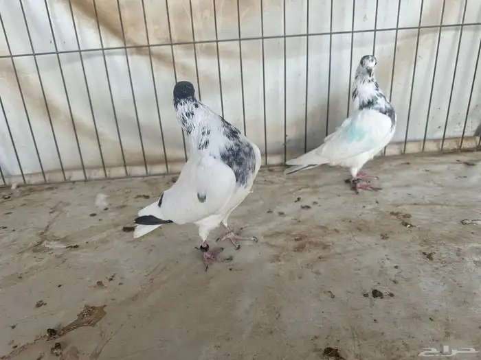 حمام باكستاني بتيرا وتيدي 14