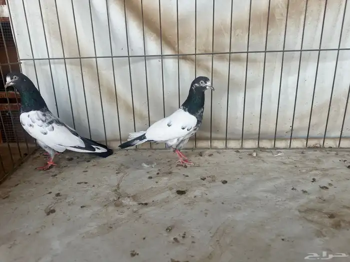 حمام باكستاني بتيرا وتيدي 5