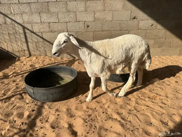طلي حري للبيع(تم البيع) 1