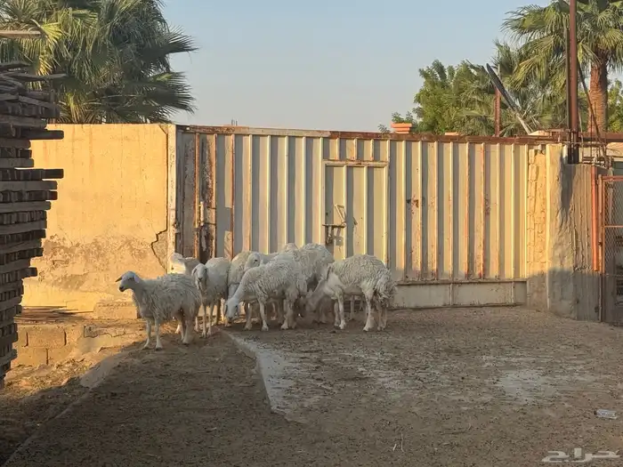 ارحبو ابو تركي عنده معزى طيبة جدا جدا تجملني معكم وبالخرج 5