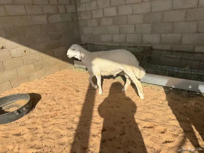 طلي حري للبيع(تم البيع) 5