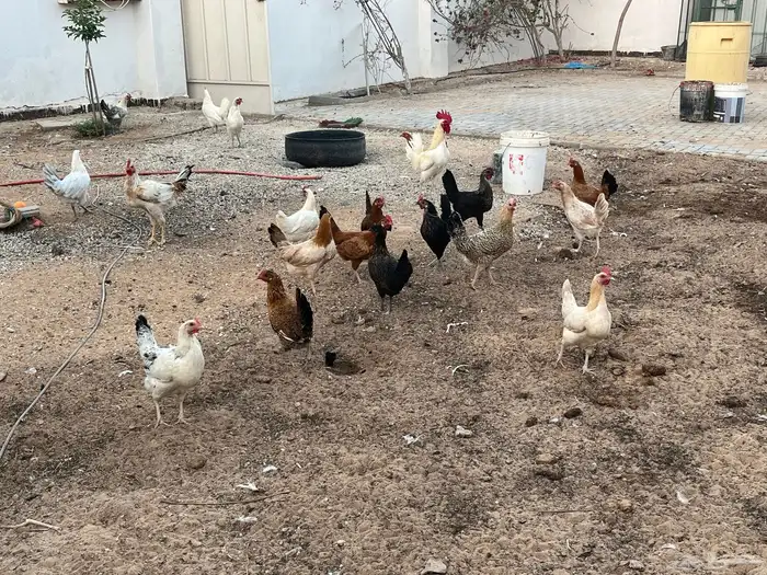 للبيع 20 دجاجه بياض .. العمر 6 شهور 0
