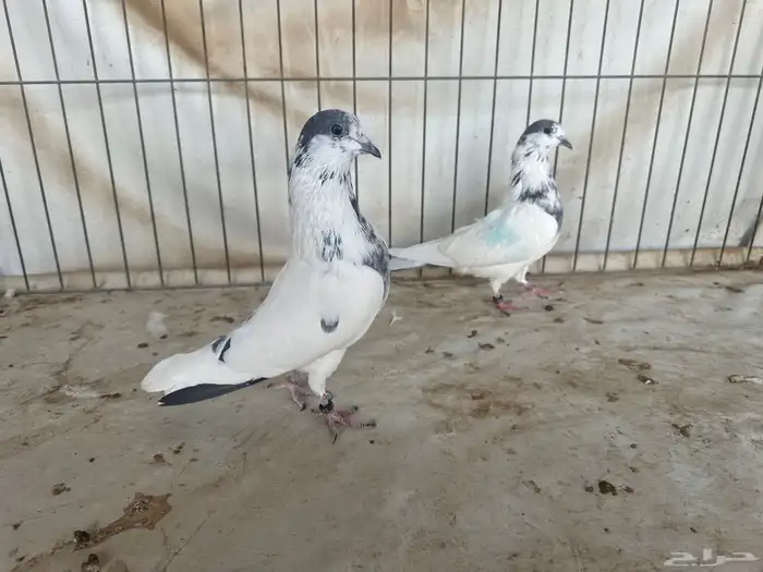 حمام باكستاني بتيرا وتيدي 16