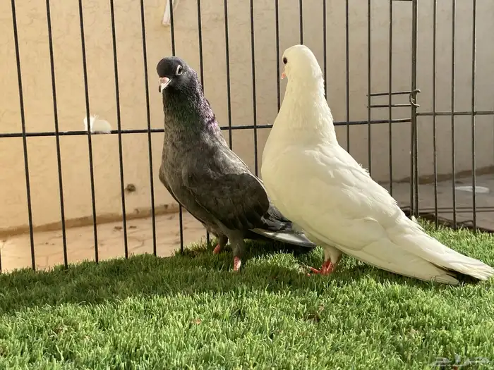 جوز صنعاوي لون مميز 3