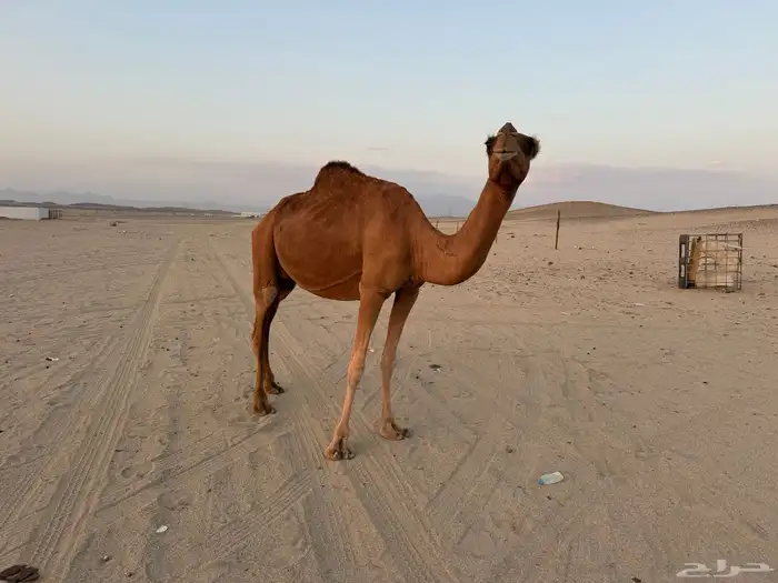 خلفه حمرى هديه رضيه 1