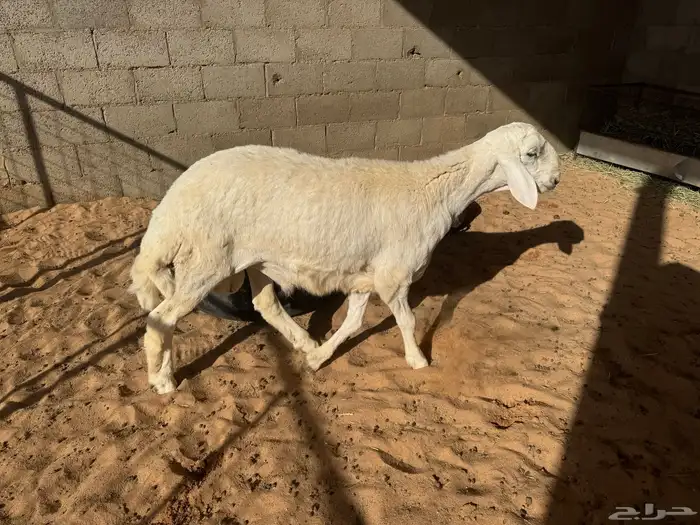 طلي حري للبيع(تم البيع) 0