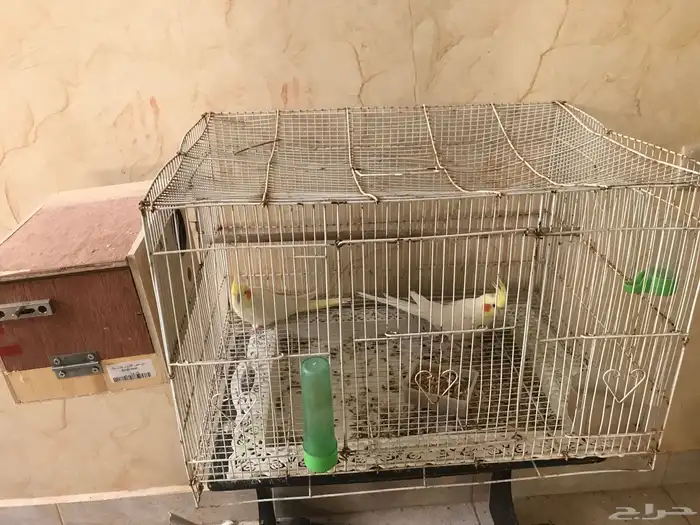 جوز كروان للبيع 0