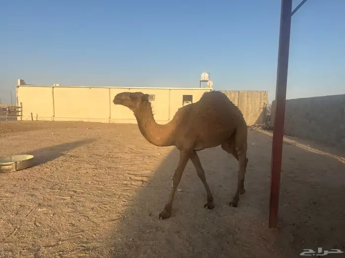 قعدان مناسبات 1