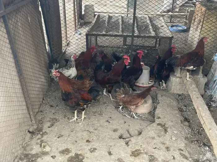 عرض دجاج فرنسي 6