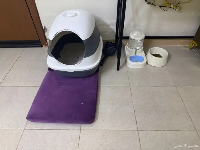 قطط للبيع 2