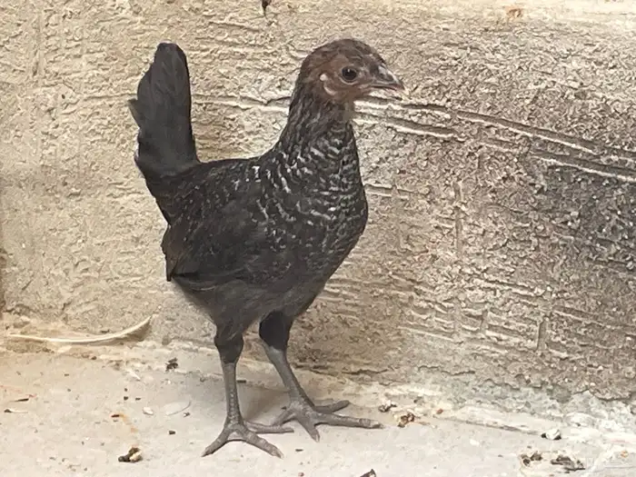 دجاج فيومي 0