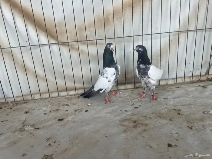 حمام باكستاني بتيرا وتيدي 0