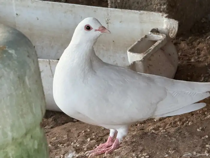 حمام فرنسي ملكي فاخر 5