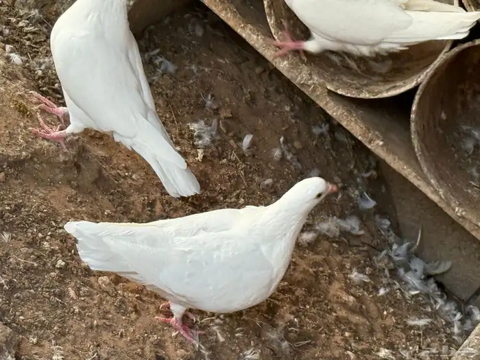 حمام فرنسي ملكي فاخر 2