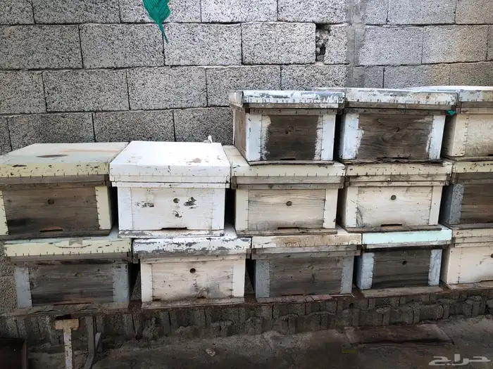 خلايا افرنجي ( بارق ) 1