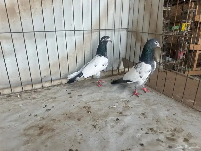 حمام باكستاني بتيرا وتيدي 9