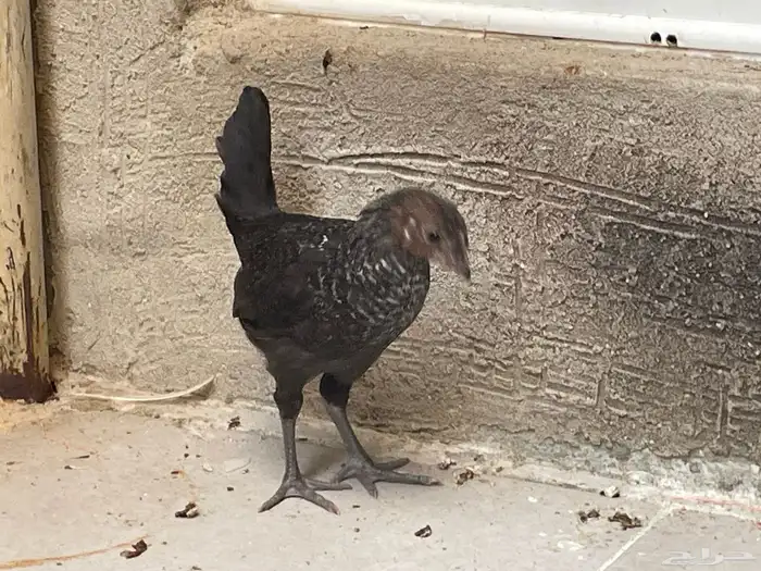 دجاج فيومي 35ريال الحبه 1