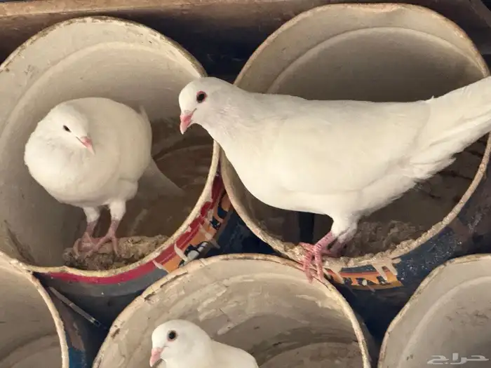 حمام فرنسي ملكي فاخر 3