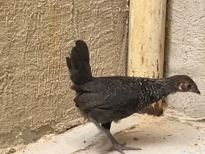دجاج فيومي 2
