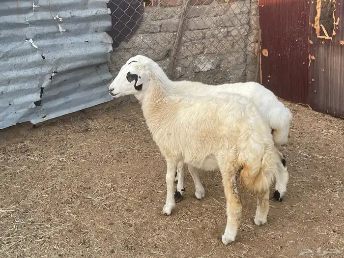رخال 1