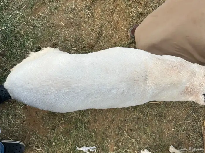 ببري وساكني 1