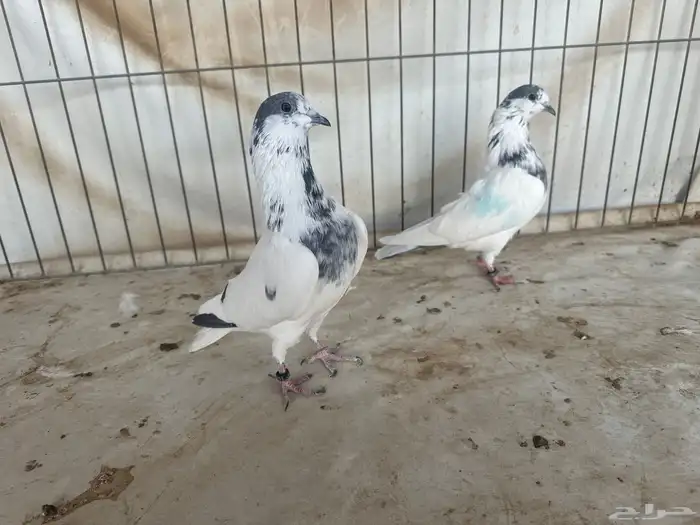 حمام باكستاني بتيرا وتيدي 12