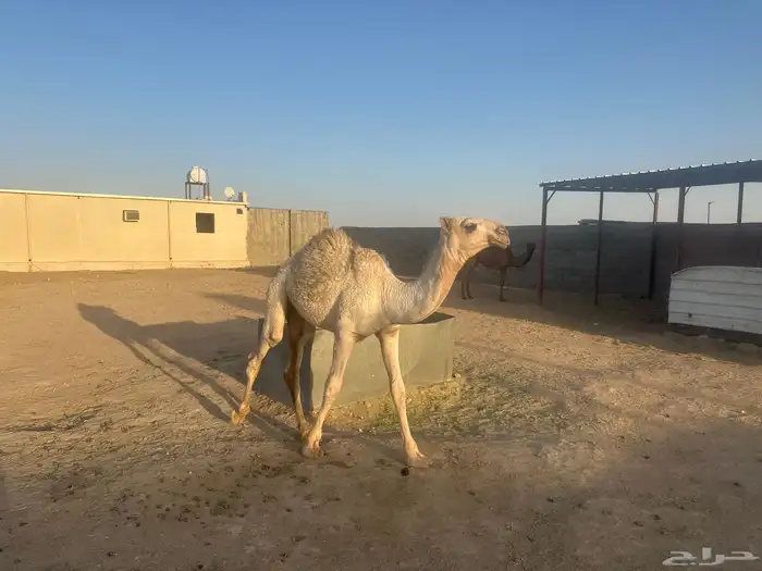 قعدان مناسبات 0