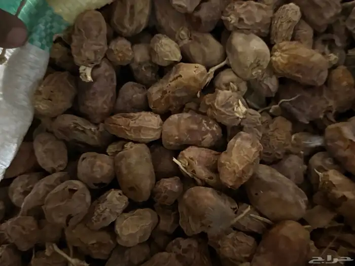 تمر علف 2