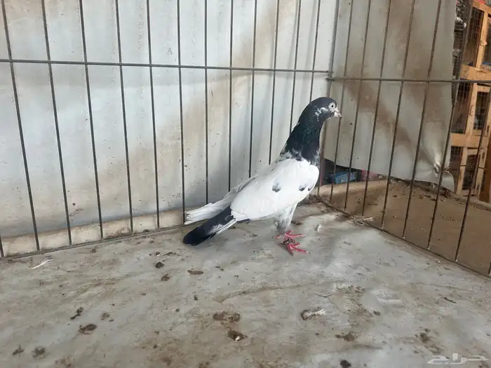حمام باكستاني بتيرا وتيدي 4