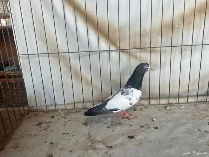 حمام باكستاني بتيرا وتيدي 2