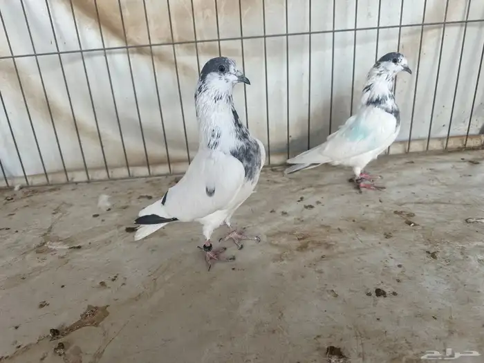 حمام باكستاني بتيرا وتيدي 11