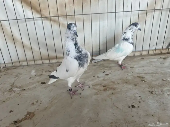 حمام باكستاني بتيرا وتيدي 13