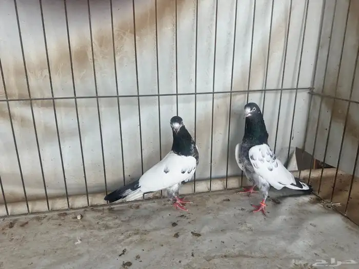 حمام باكستاني بتيرا وتيدي 6