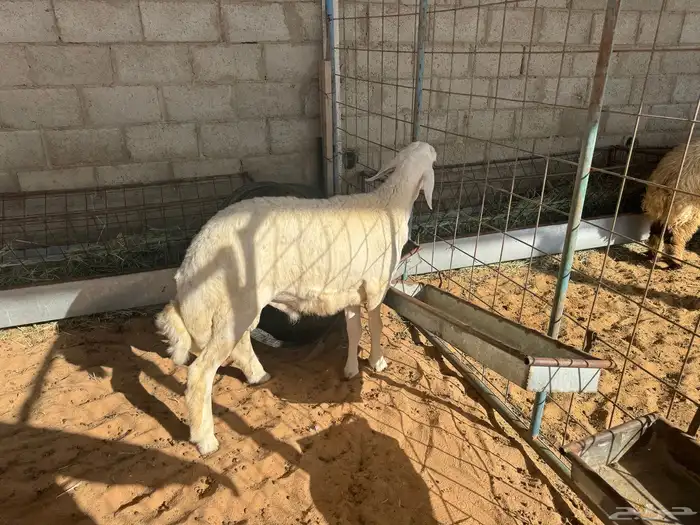 طلي حري للبيع(تم البيع) 6