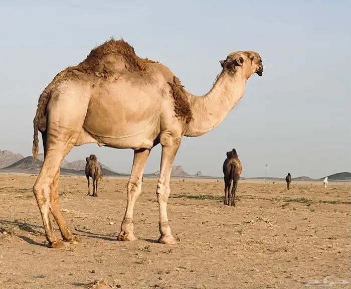 فحل باتلي 0
