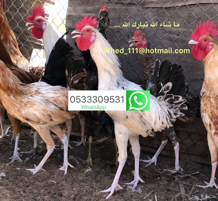 ديوك عربي بلدي عنيزة 9 و 10 شهور 6